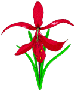 flower red
